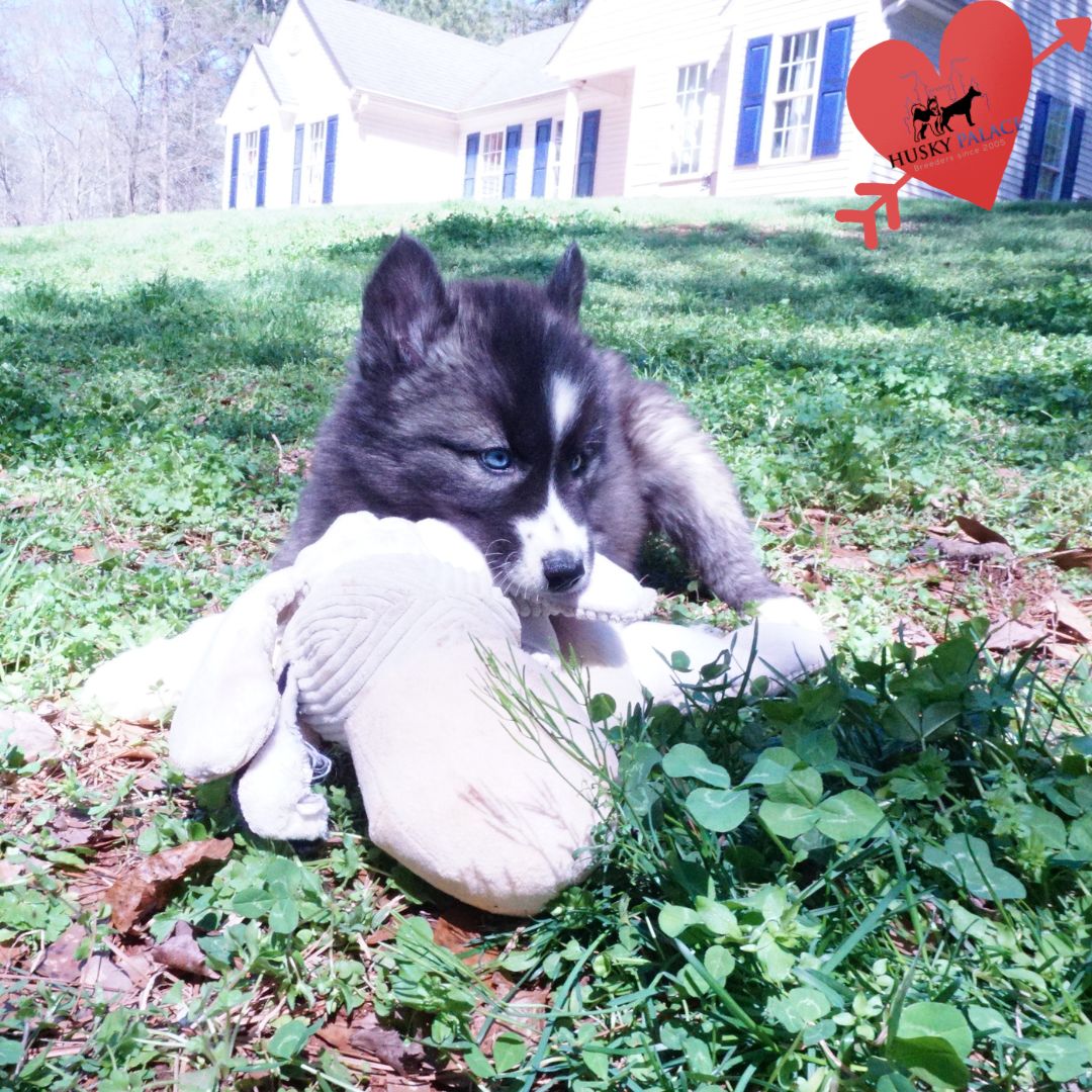 Top Siberian Husky Breeder cameron