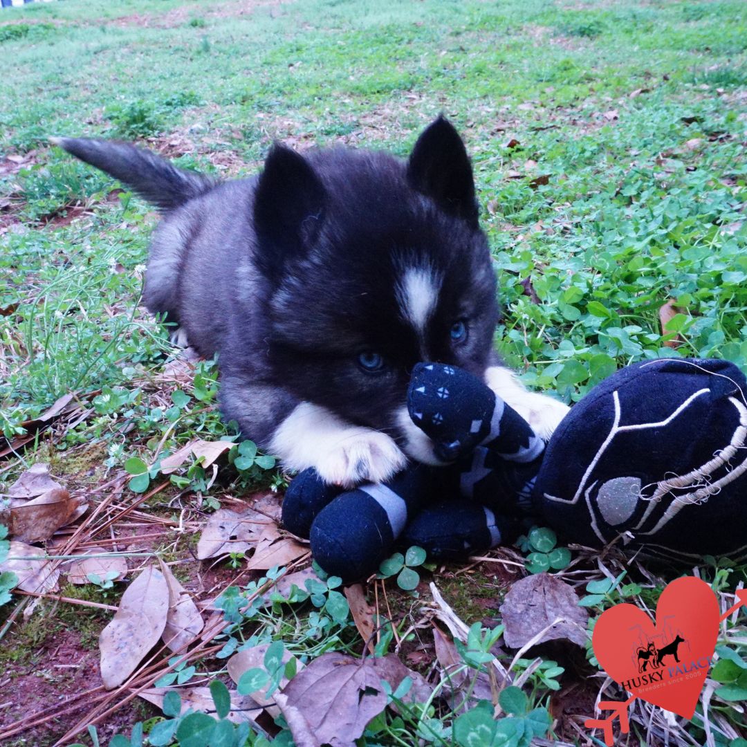 Top Siberian Husky Breeder charleston Top Siberian Husky Breeder