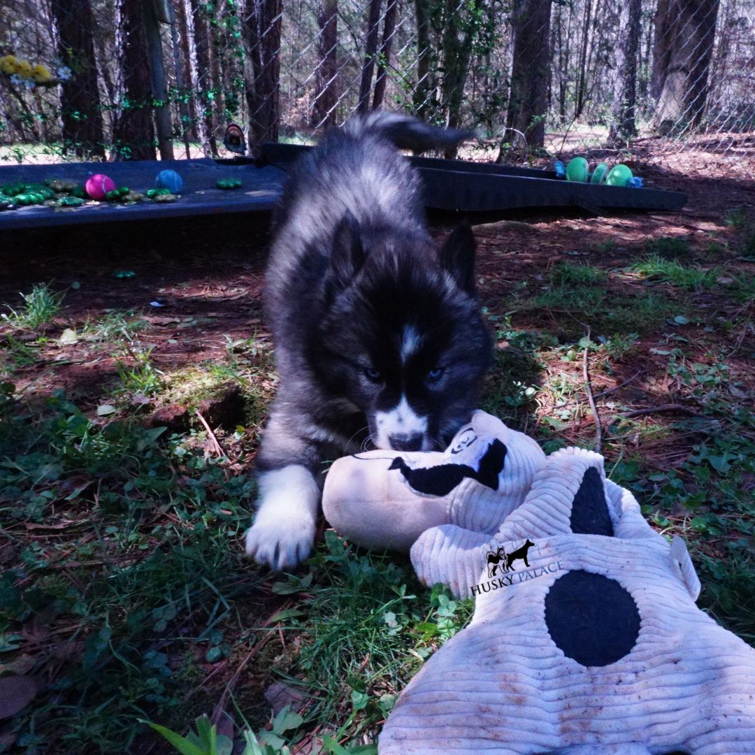 Top Siberian Husky Breeder charlotte Top Siberian Husky Breeder