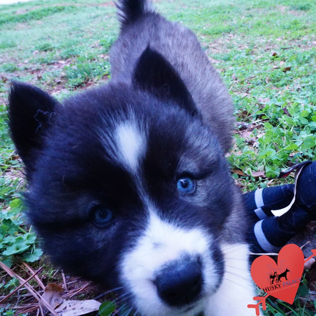 Top Siberian Husky Breeder columbia Top Siberian Husky Breeder