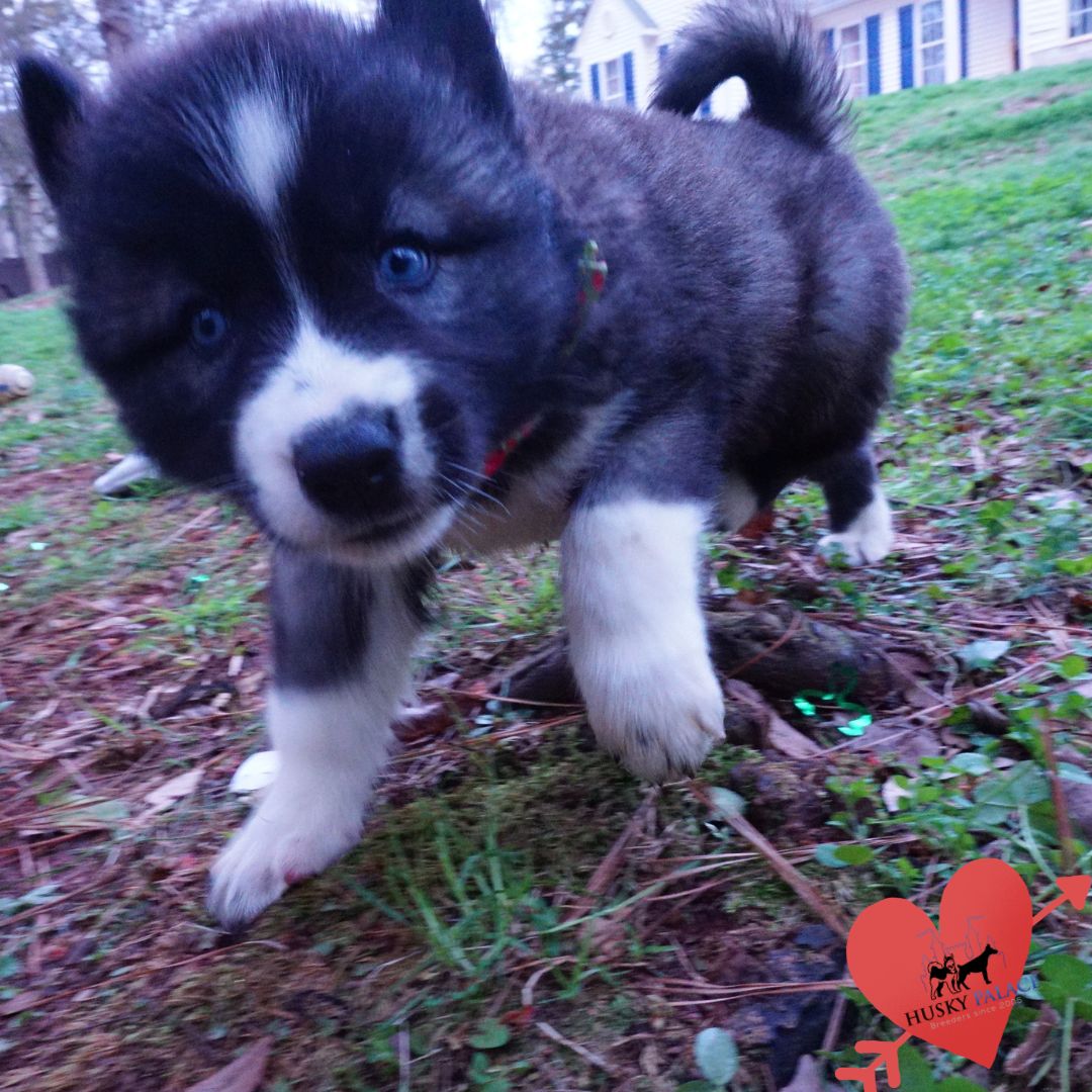 Top Siberian Husky Breeder florence Top Siberian Husky Breeder