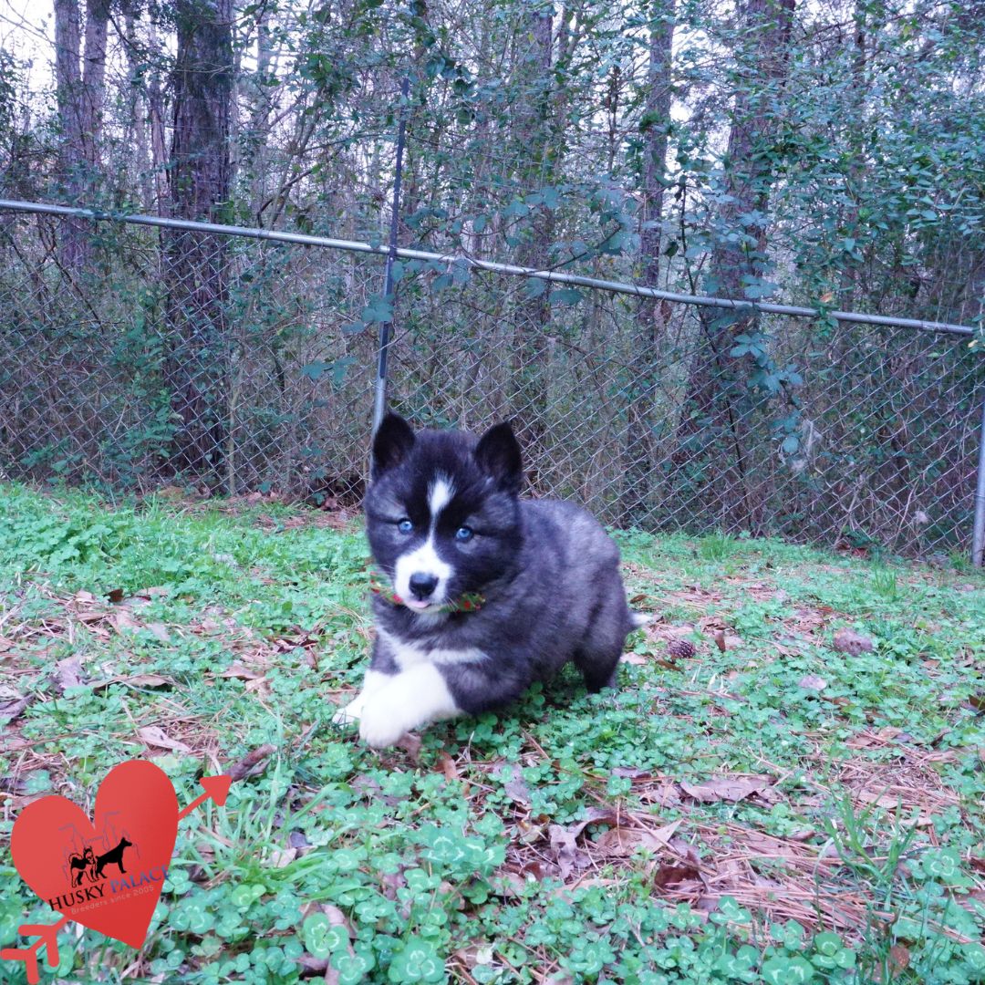 Top Siberian Husky Breeder gaffney Top Siberian Husky Breeder