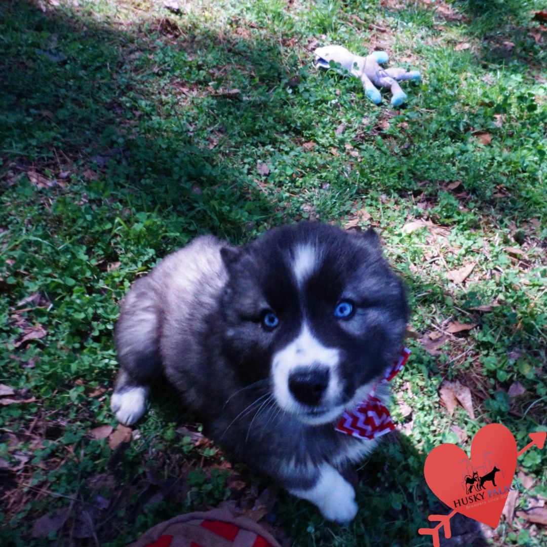 Top Siberian Husky Breeder gastonia Top Siberian Husky Breeder