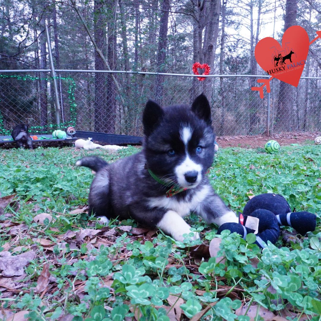 Top Siberian Husky Breeder greenville Top Siberian Husky Breeder