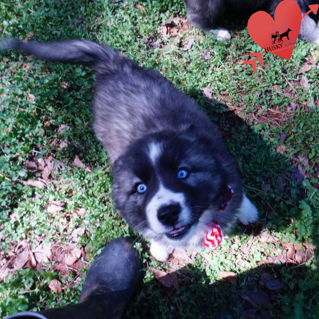 Top Siberian Husky Breeder hudson Top Siberian Husky Breeder