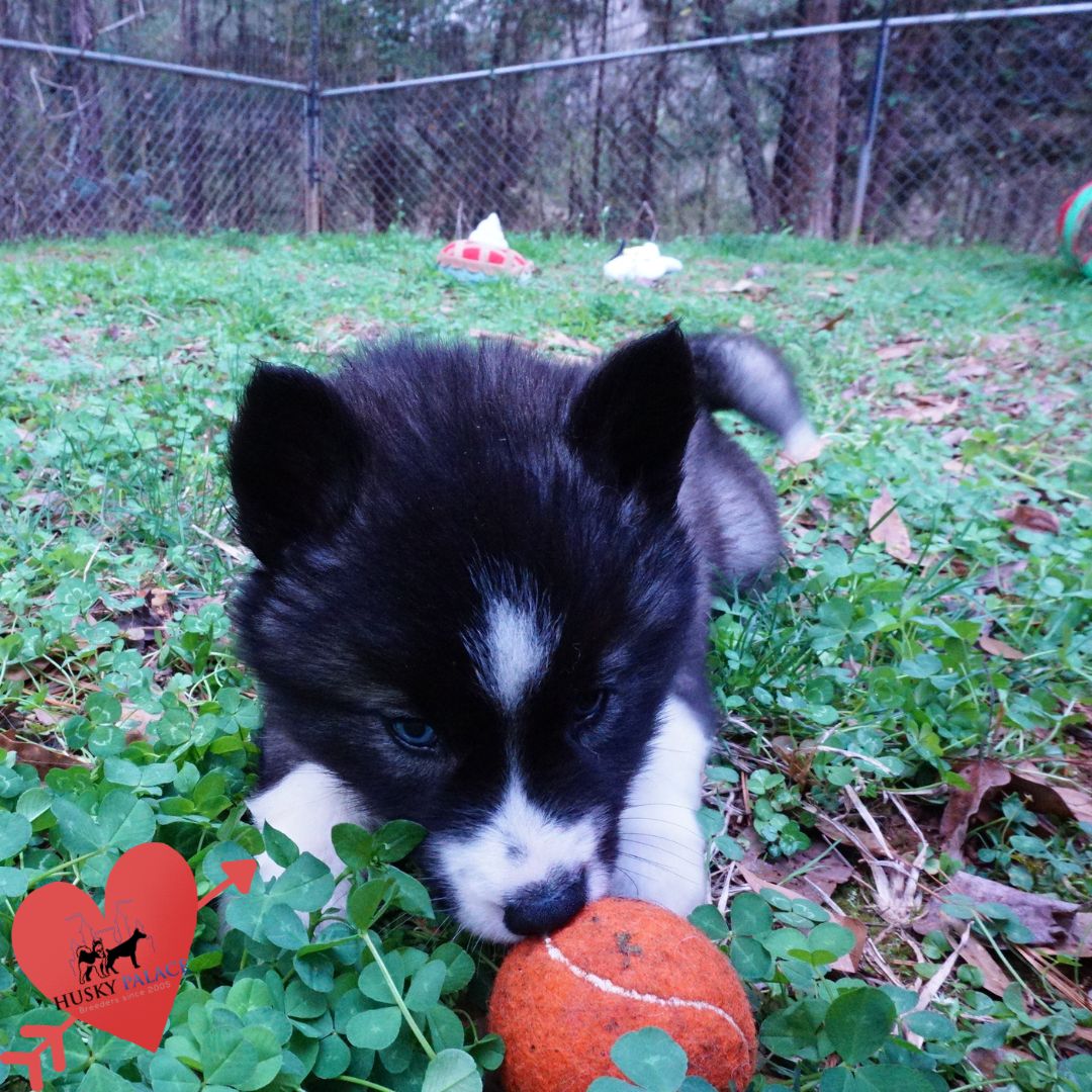 Top Siberian Husky Breeder inman Top Siberian Husky Breeder