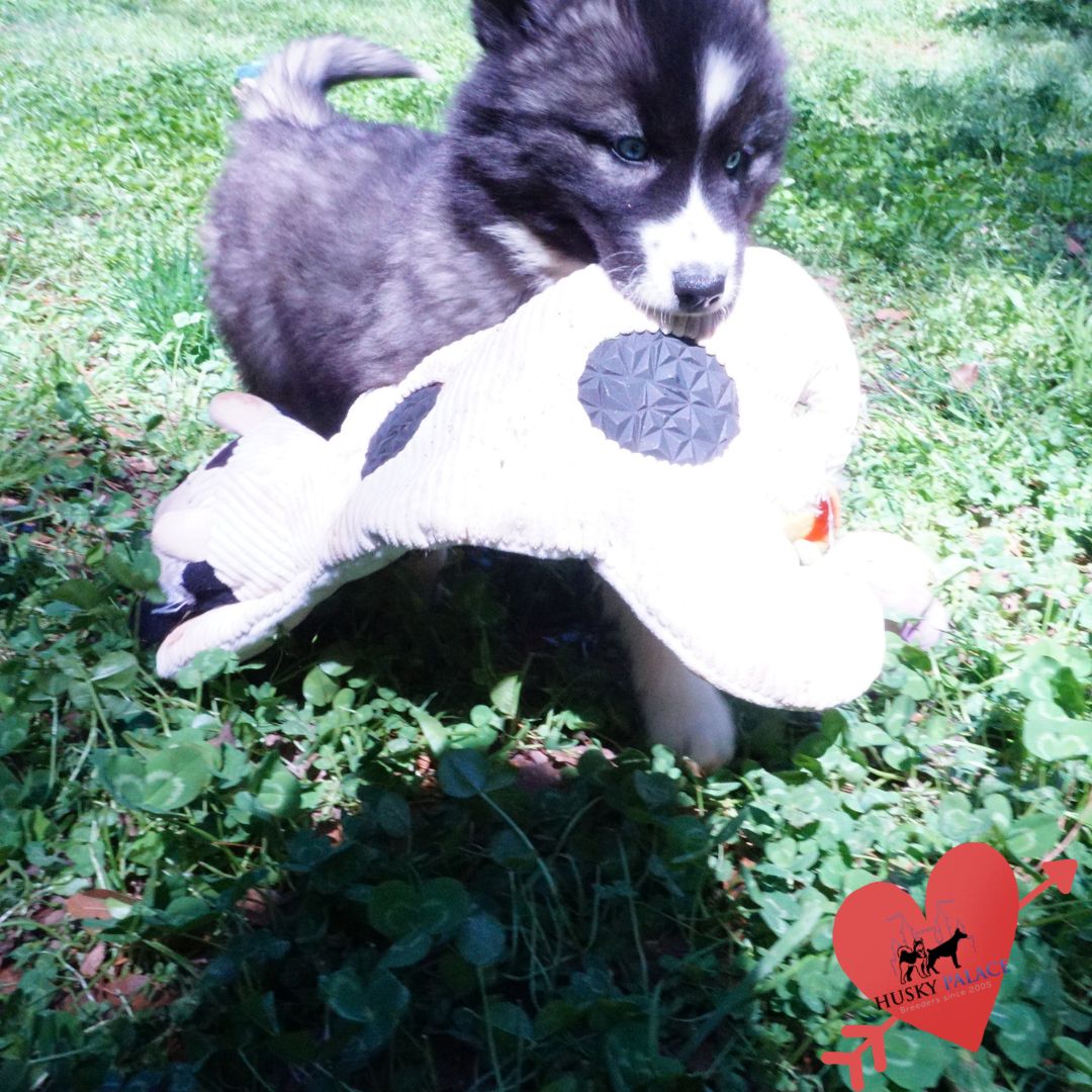 Top Siberian Husky Breeder iron station Top Siberian Husky Breeder