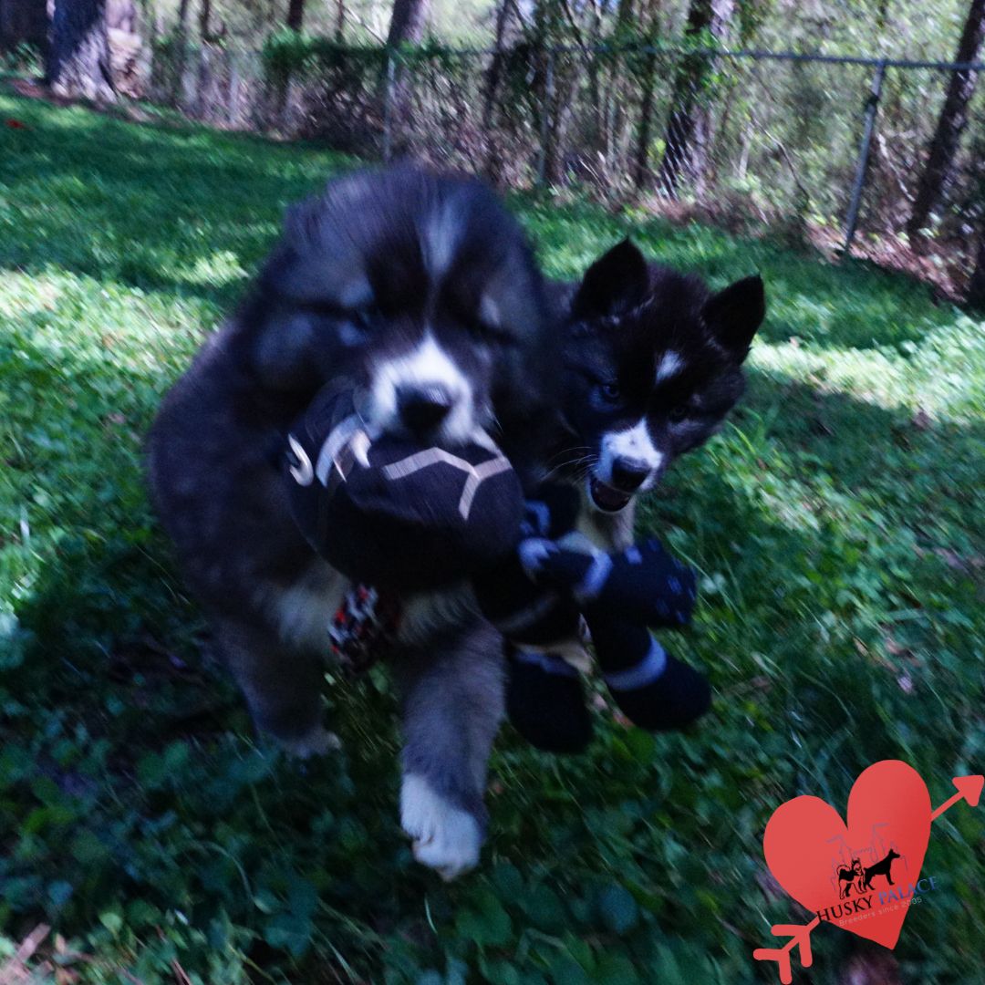 Top Siberian Husky Breeder kannapolis Top Siberian Husky Breeder