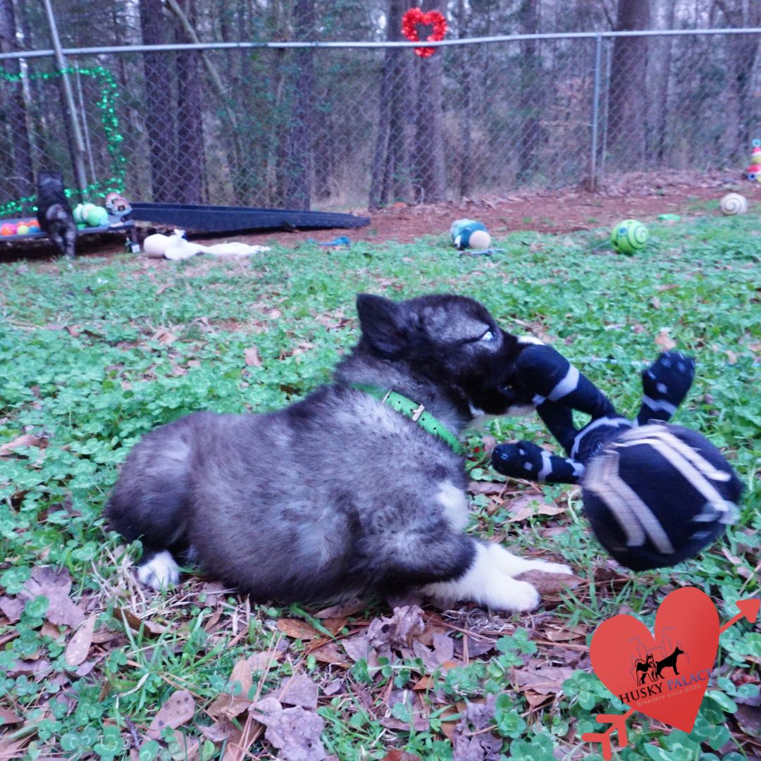 Top Siberian Husky Breeder pendleton Top Siberian Husky Breeder