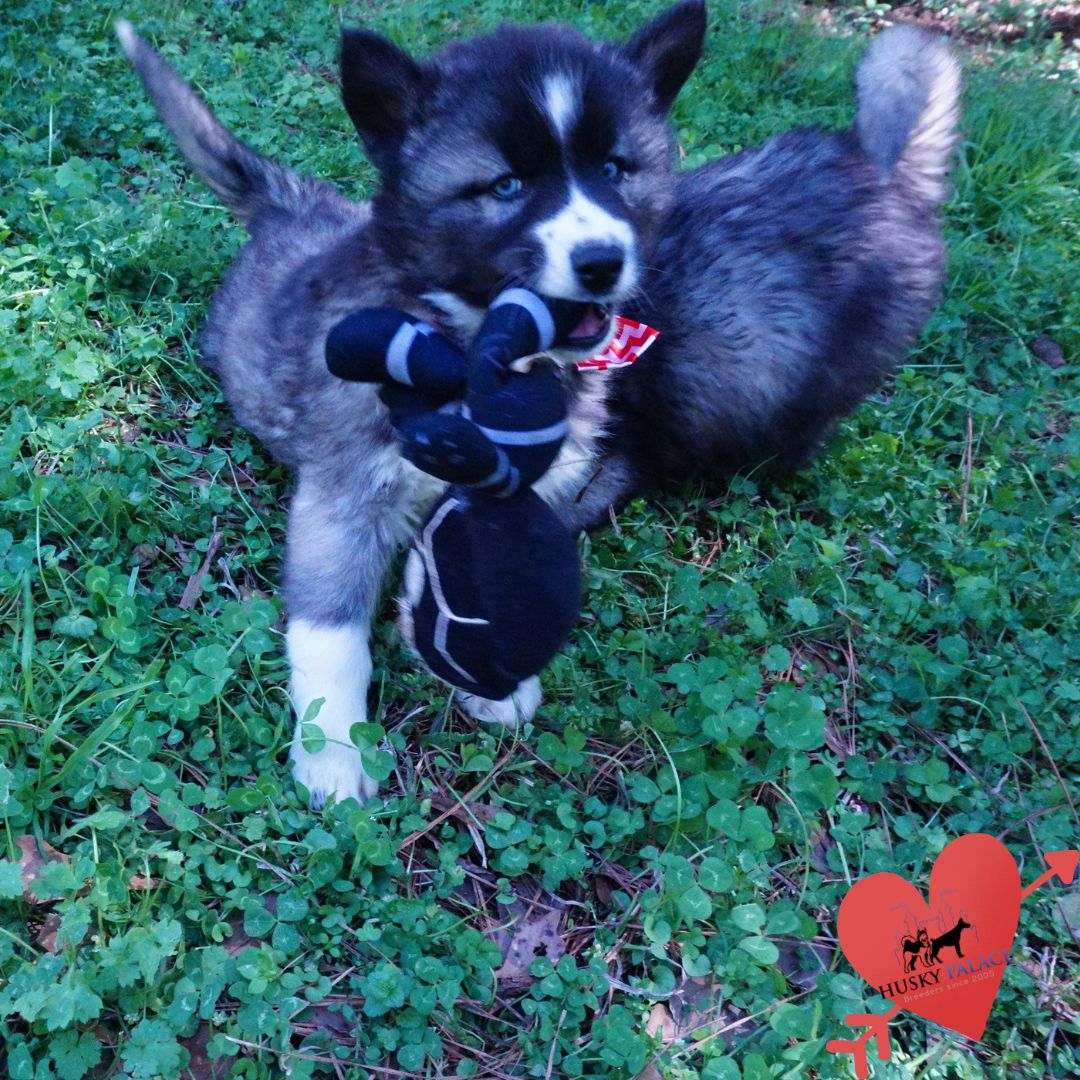 Top Siberian Husky Breeder sanford Top Siberian Husky Breeder