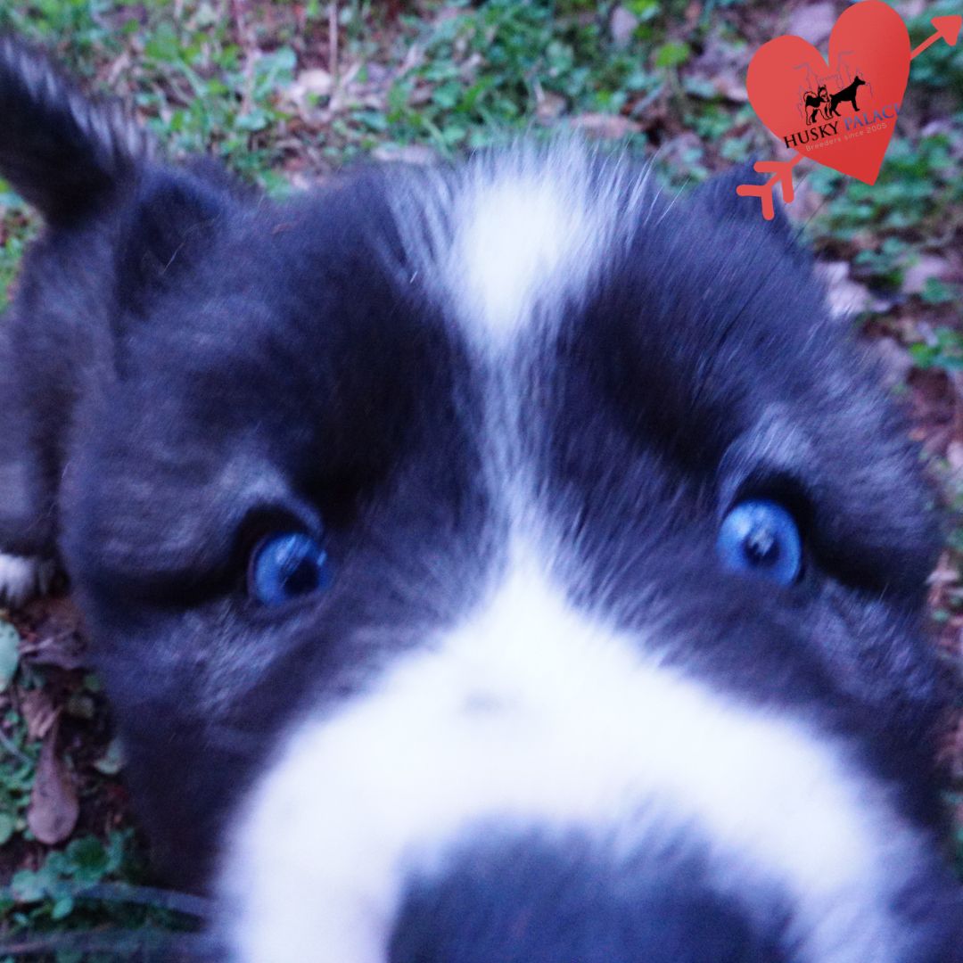 Top Siberian Husky Breeder spartanburg Top Siberian Husky Breeder