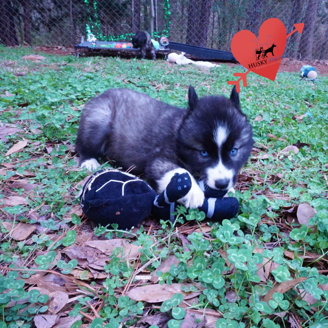 Top Siberian Husky Breeder st. matthews Top Siberian Husky Breeder