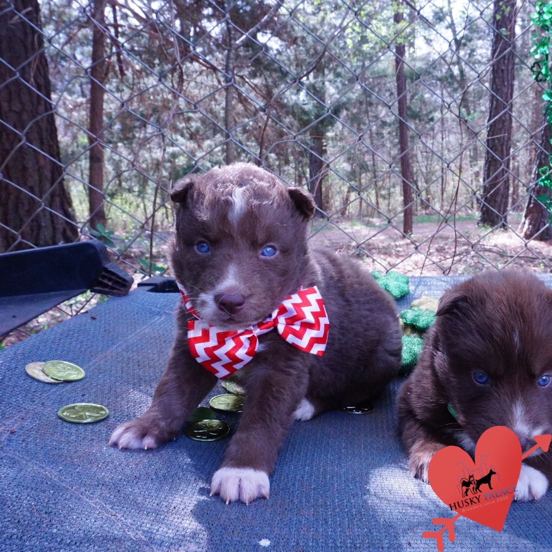 akc Champion Bloodlines Huskies Champion Bloodlines Huskies