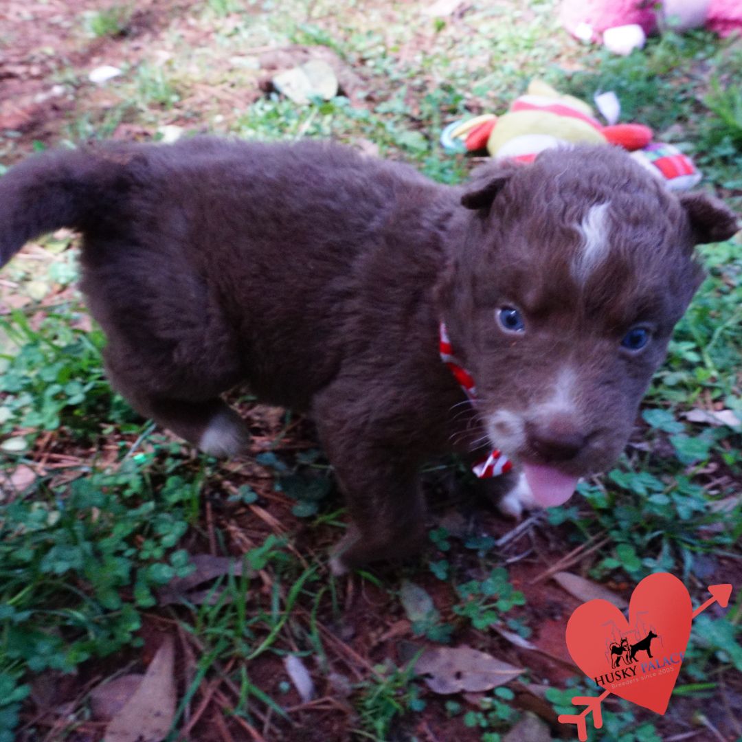 amber Champion Bloodlines Huskies Champion Bloodlines Huskies