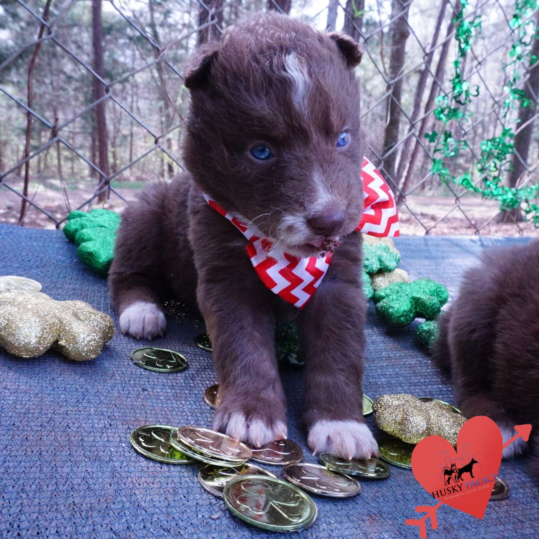 amber, Champion Bloodlines Huskies Champion Bloodlines Huskies