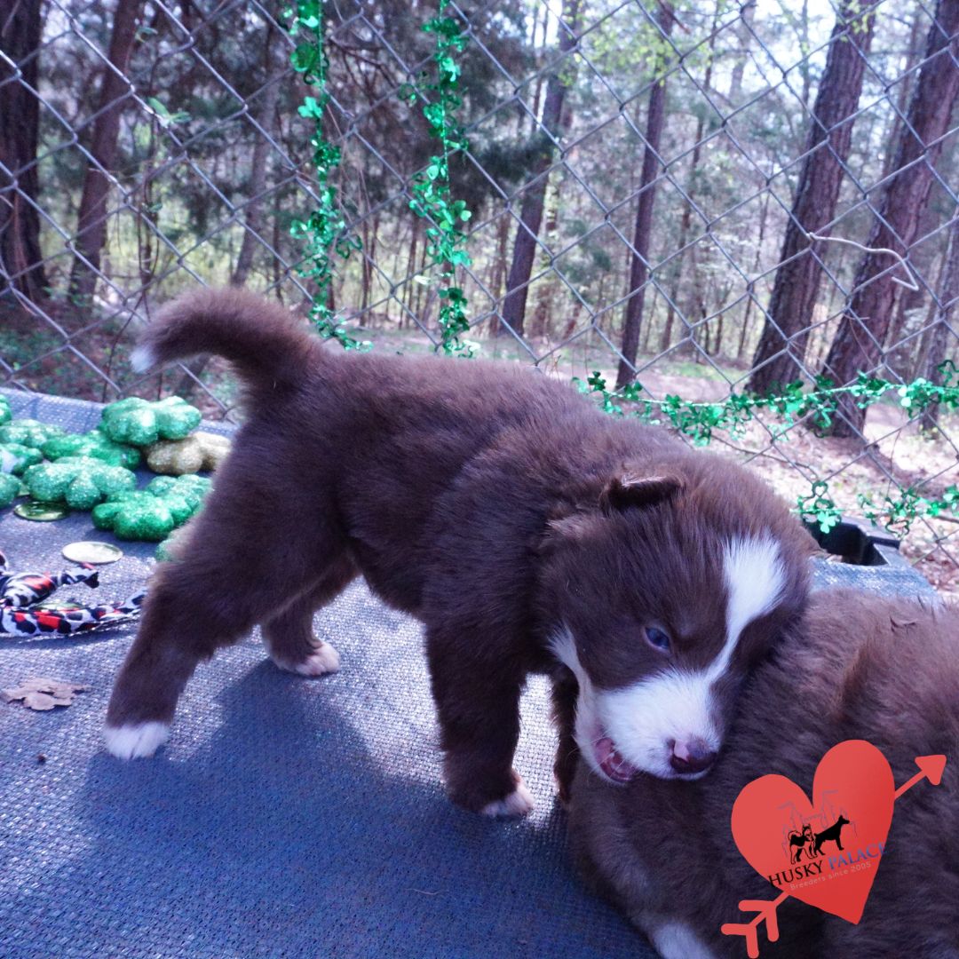 danny – Champion Siberian Husky Champion Siberian Husky