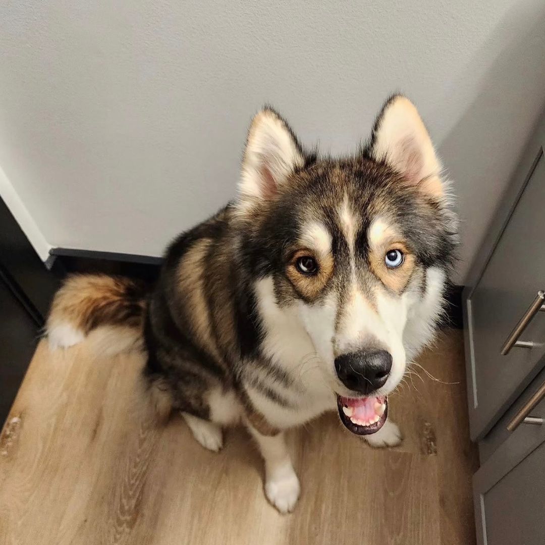 wolf gray siberian husky Thoma