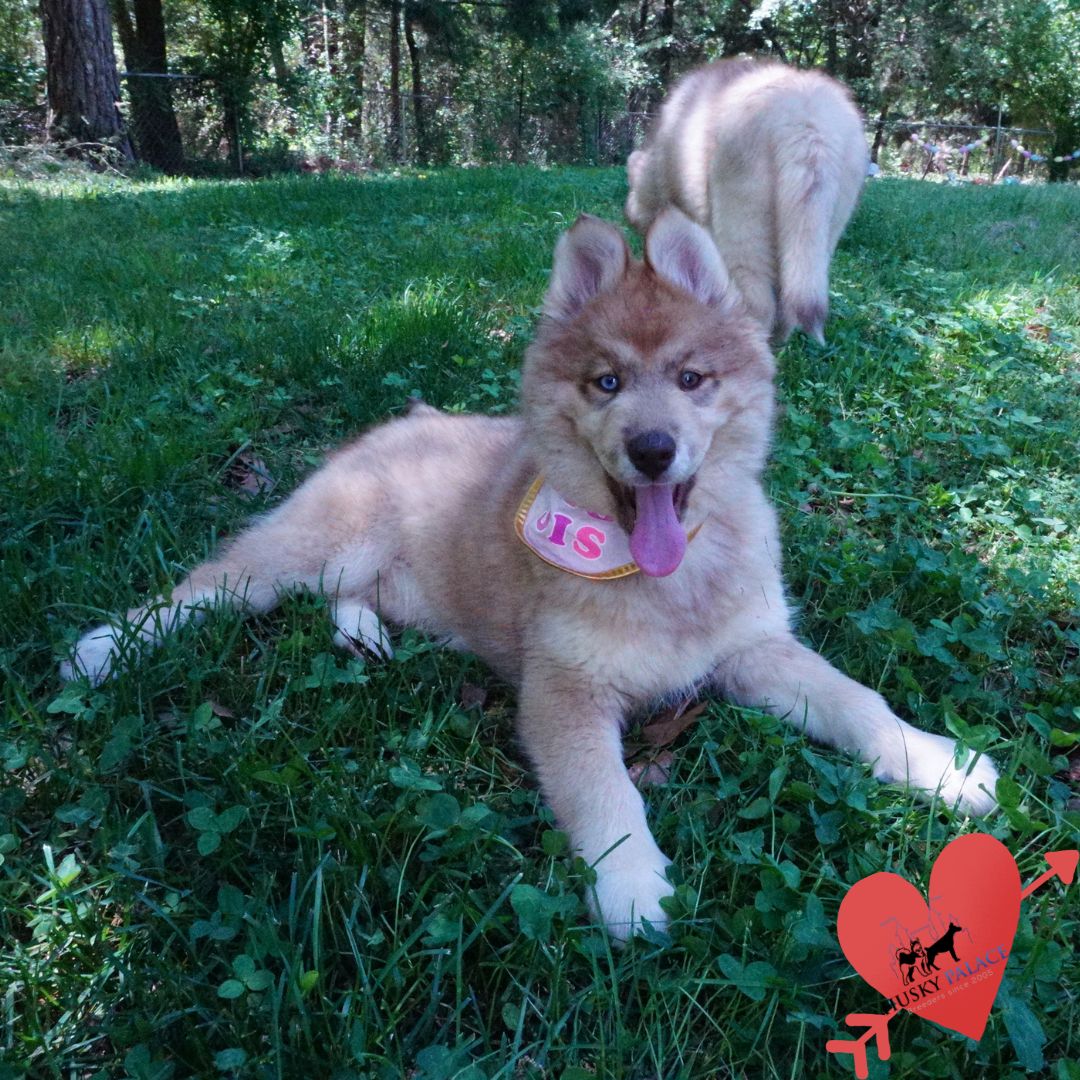 Blue Eyes Husky