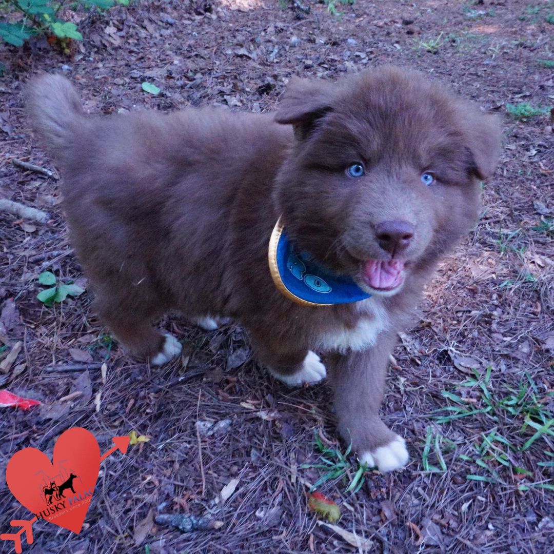 Champion Siberian Huskies