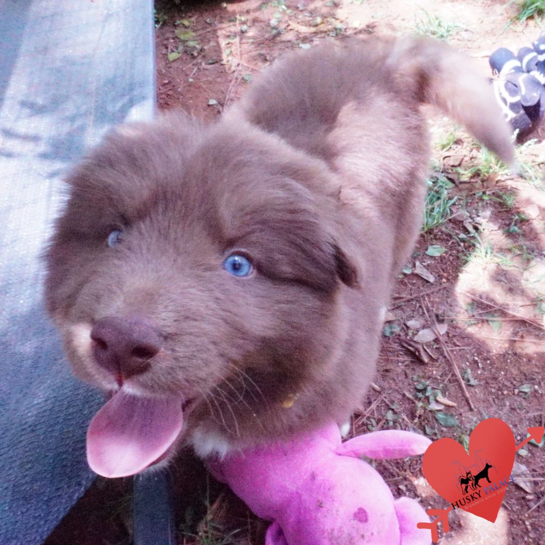 Champion Siberian Huskies