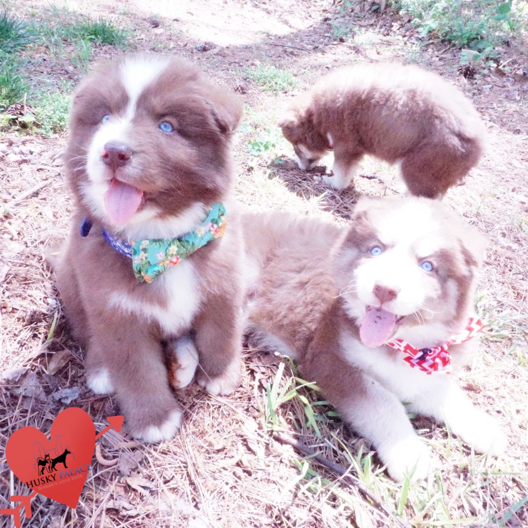 Champion Siberian Husky anderson Champion Siberian Husky