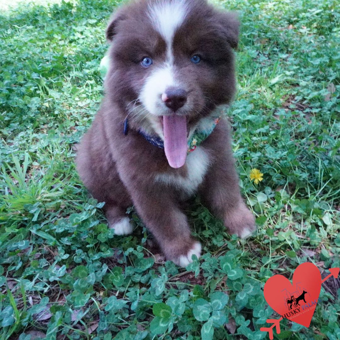 Champion Siberian Husky charleston Champion Siberian Husky