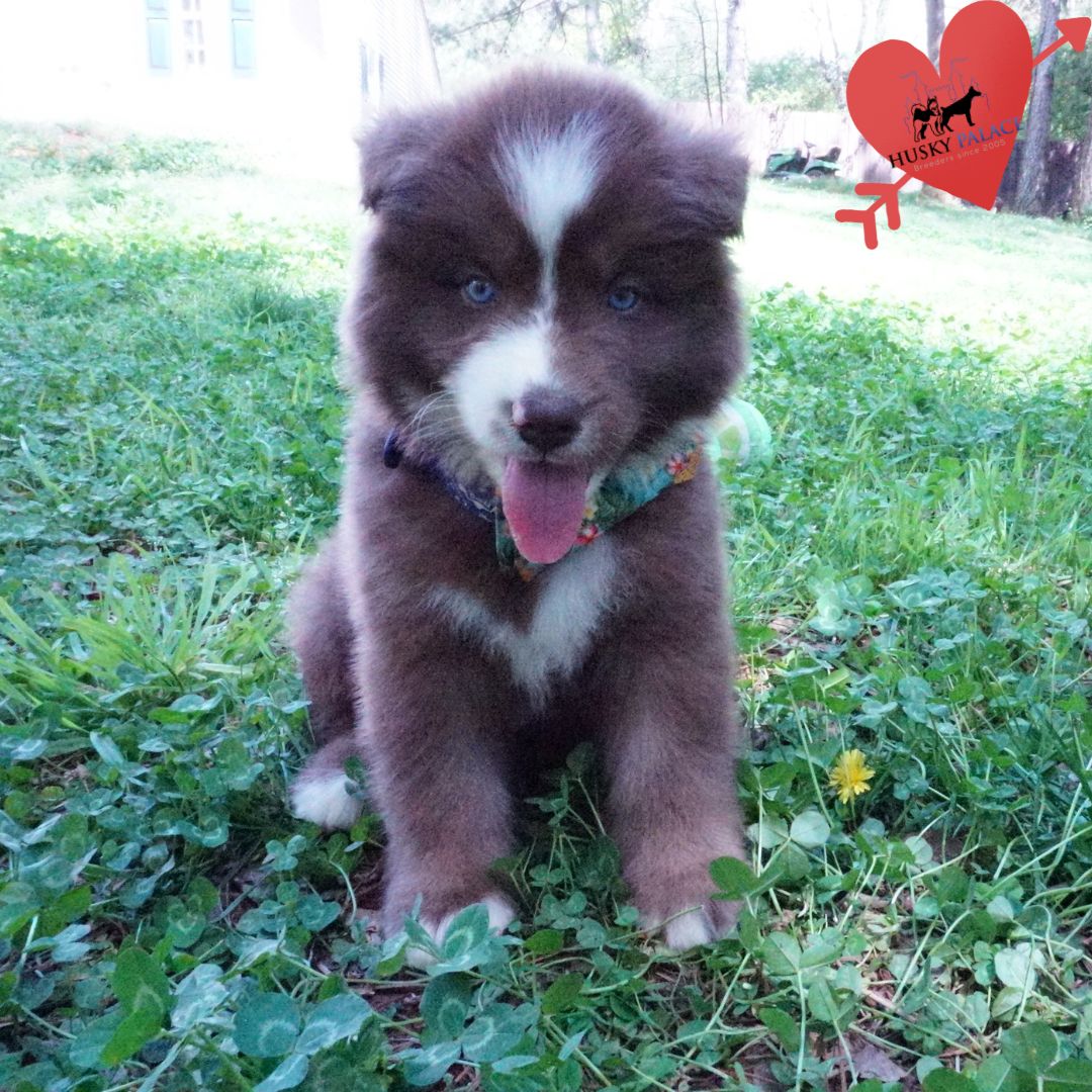 Champion Siberian Husky columbia Champion Siberian Husky