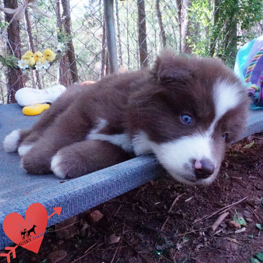 Champion Siberian Husky greenviille Champion Siberian Husky