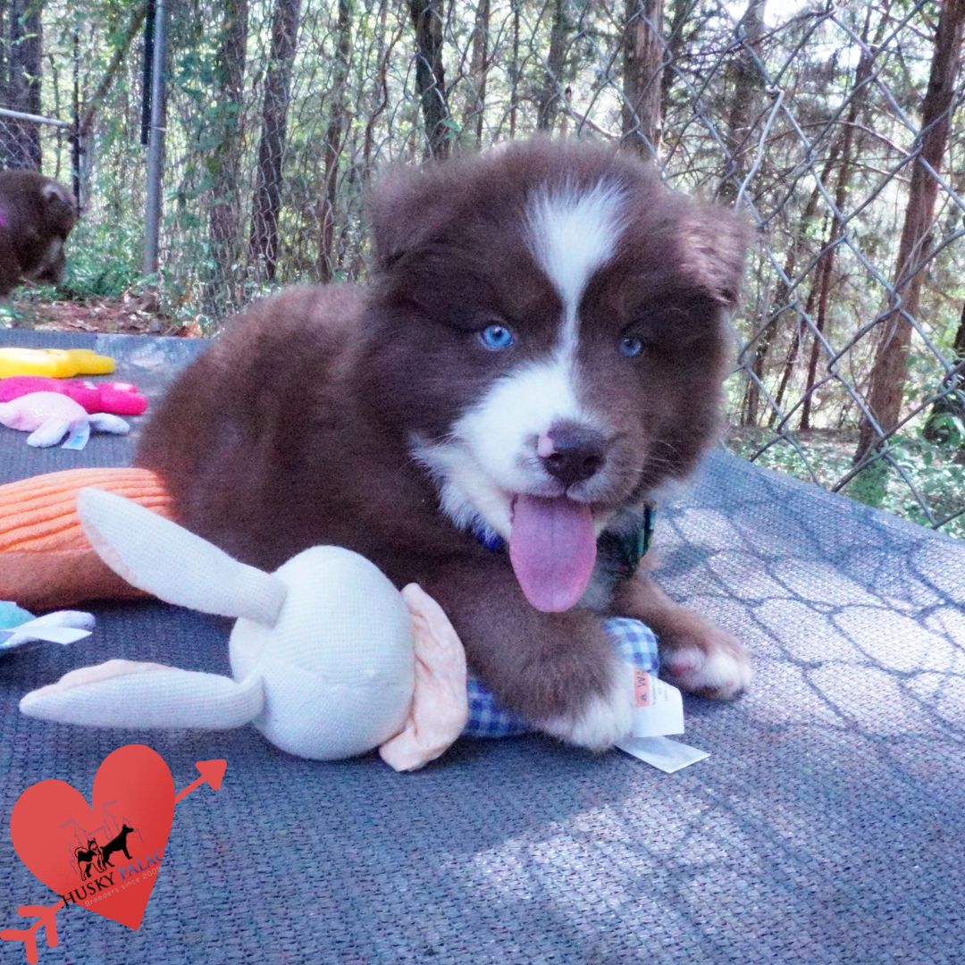 Champion Siberian Husky st. matthews Champion Siberian Husky