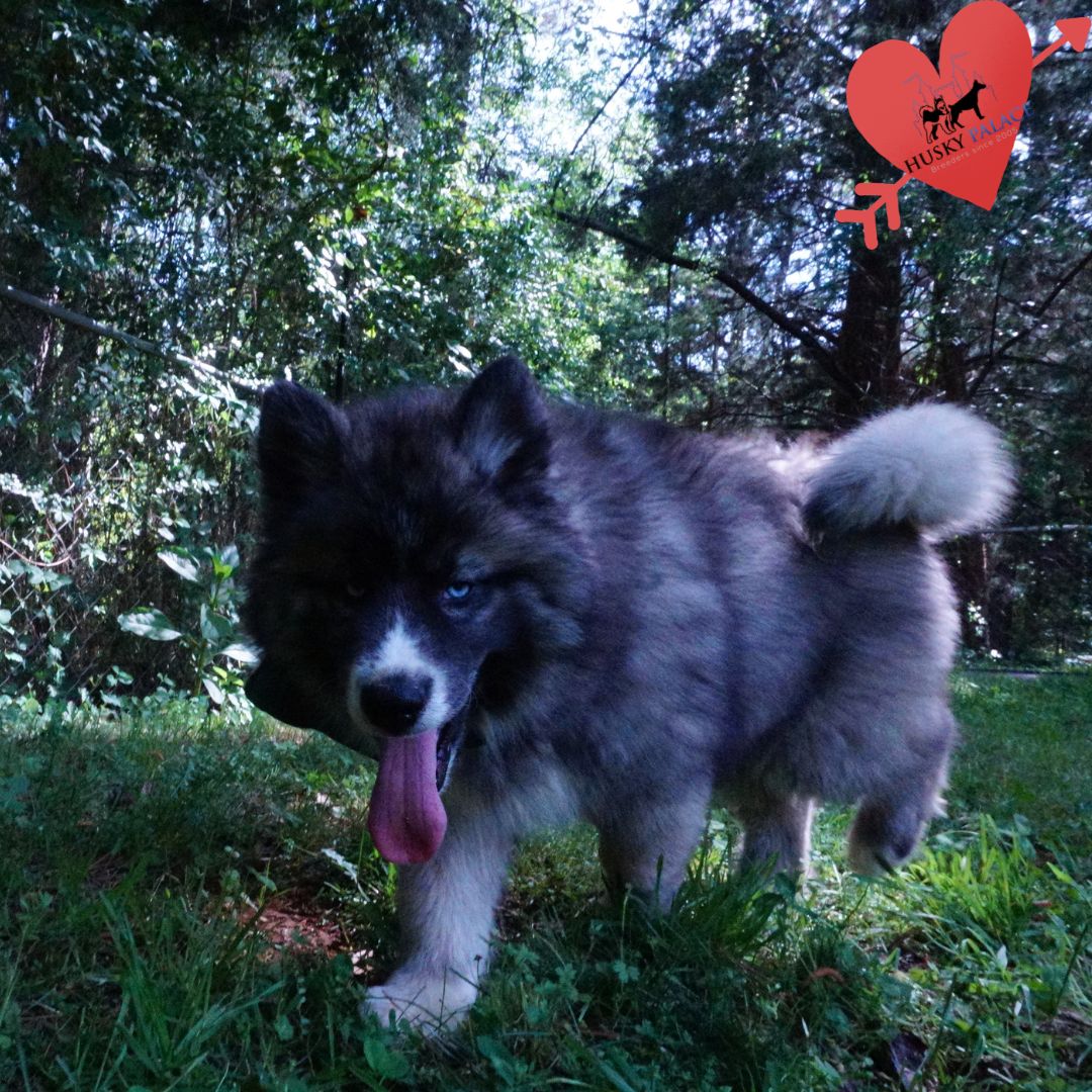 Husky Puppies Breeders