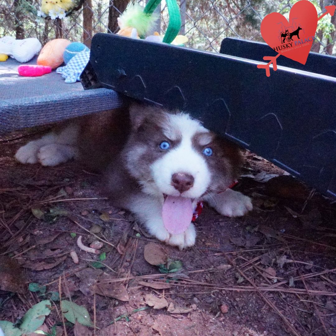 Pet Husky anderson Pet Husky