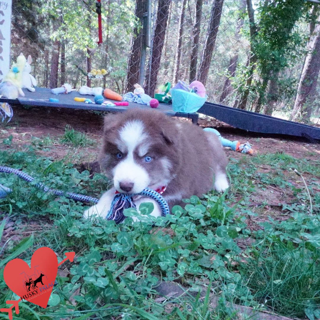 Pet Husky beaufort Pet Husky