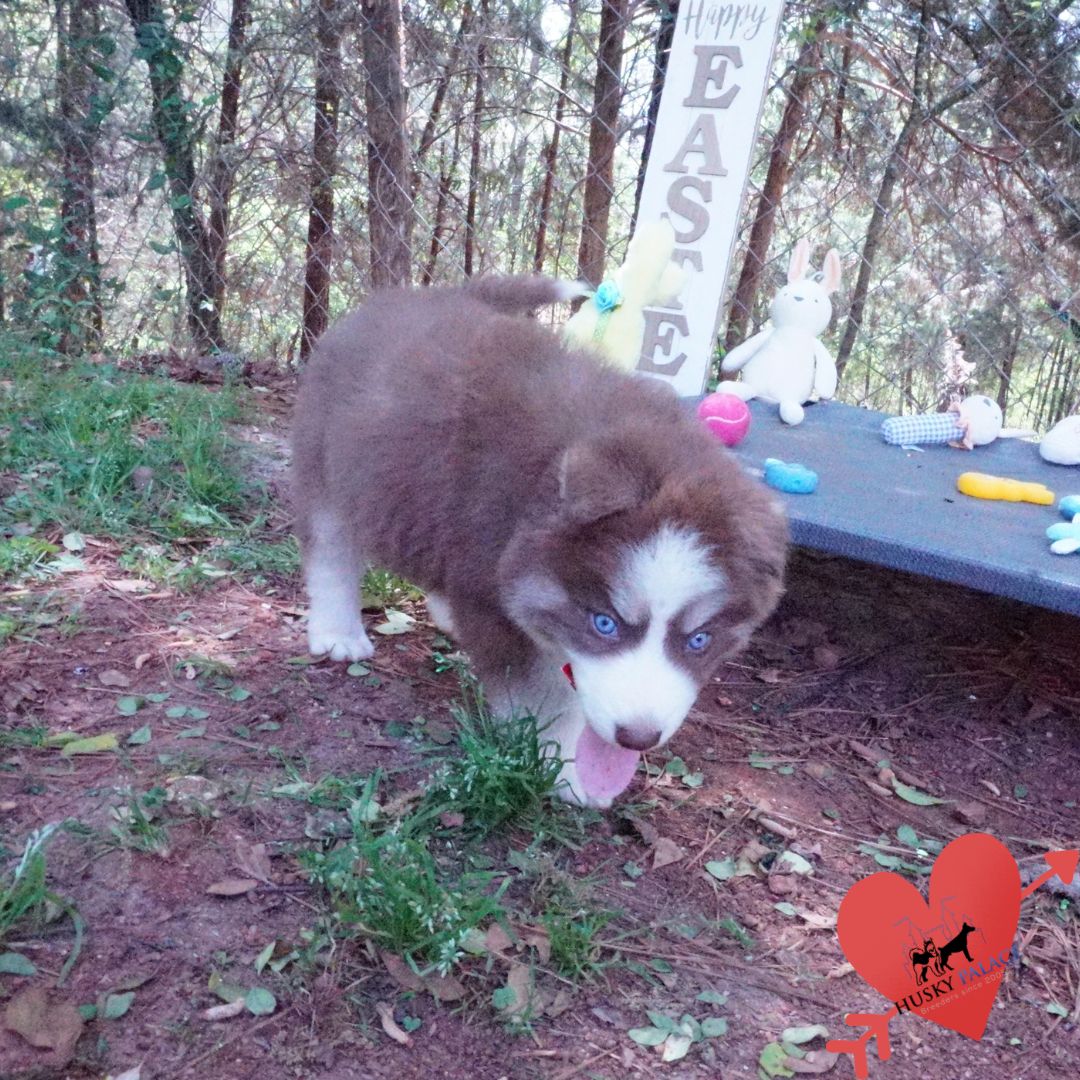 Pet Husky clemson Pet Husky