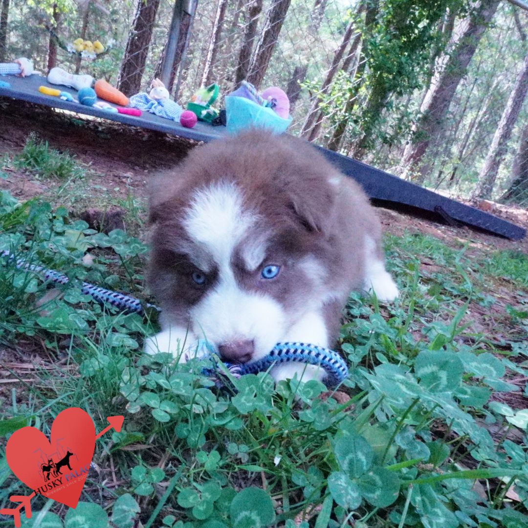 Pet Husky seneca Pet Husky