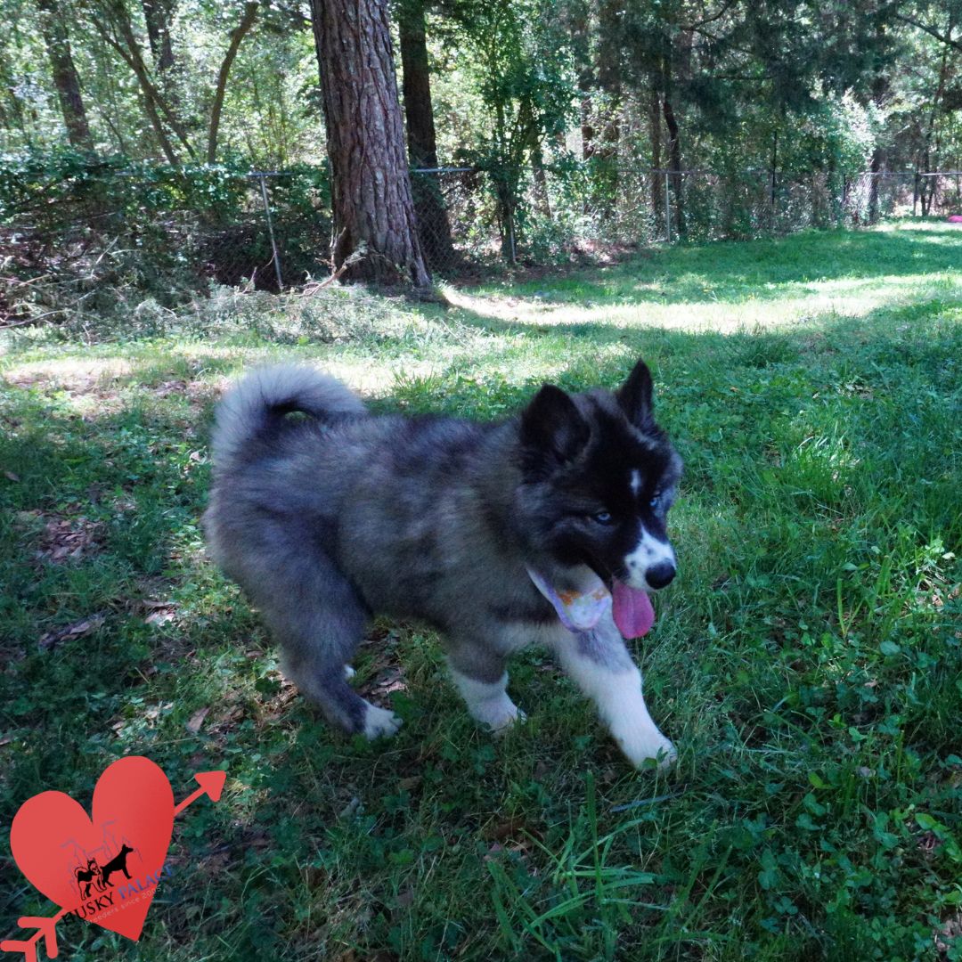 Top Siberian Husky Breeder ga Top Siberian Husky Breeder