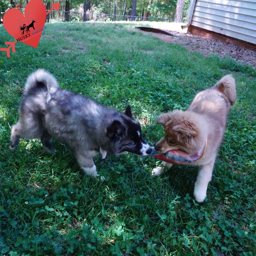 Top Siberian Husky Breeder il Top Siberian Husky Breeder