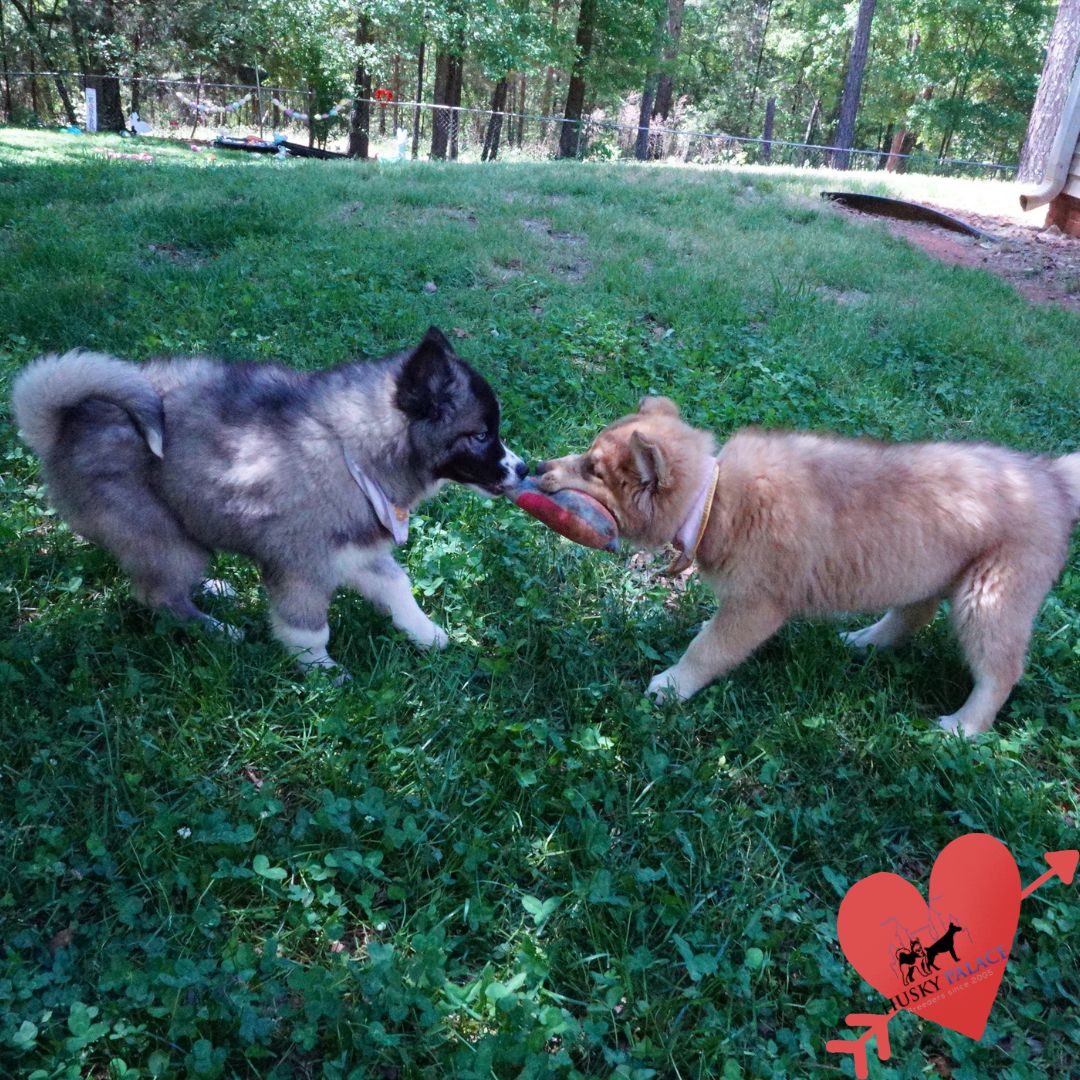 Top Siberian Husky Breeder ky Top Siberian Husky Breeder