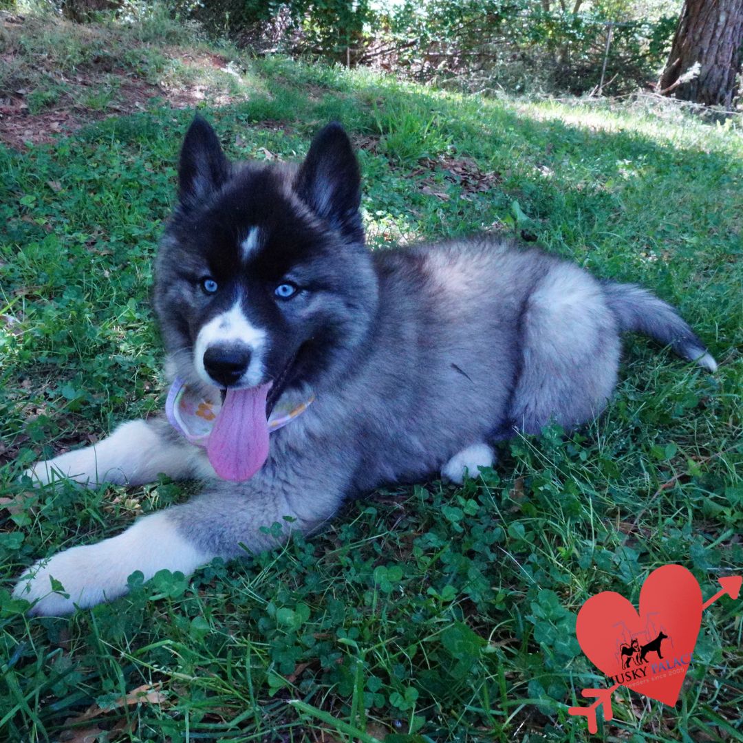 Top Siberian Husky Breeder nc Top Siberian Husky Breeder