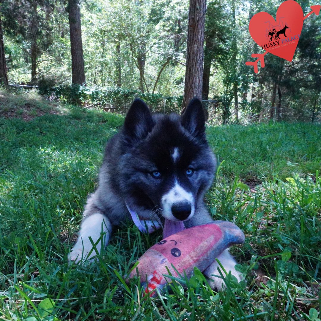 Top Siberian Husky Breeder sc Top Siberian Husky Breeder