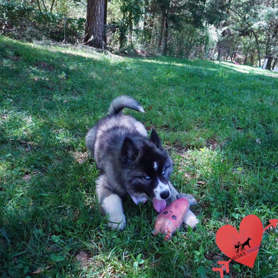 Top Siberian Husky Breeder tn Top Siberian Husky Breeder