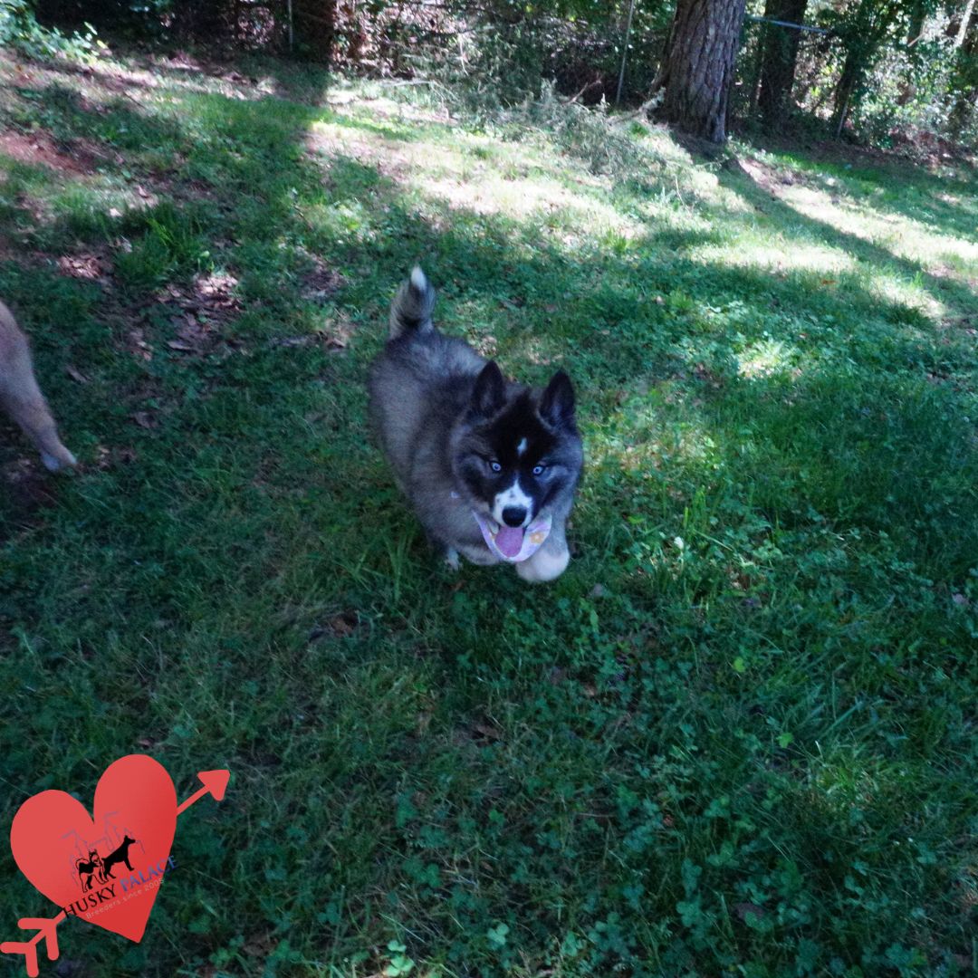 Top Siberian Husky Breeder tx Top Siberian Husky Breeder