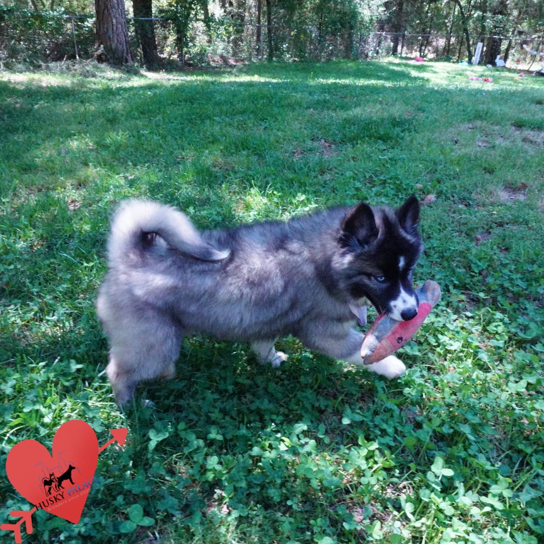 Top Siberian Husky Breeder wv Top Siberian Husky Breeder