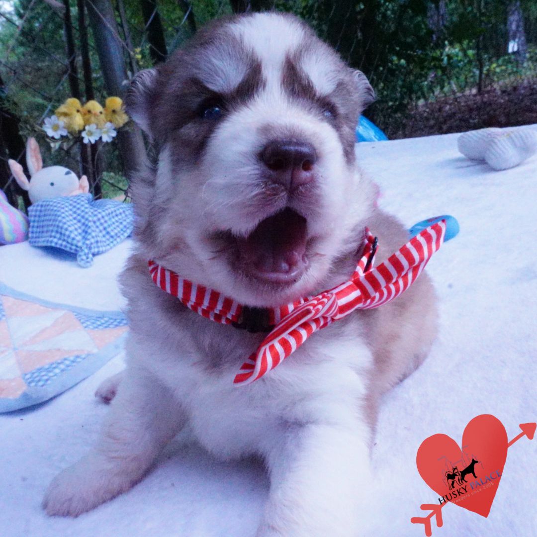 Siberian Husky Puppies For Sale