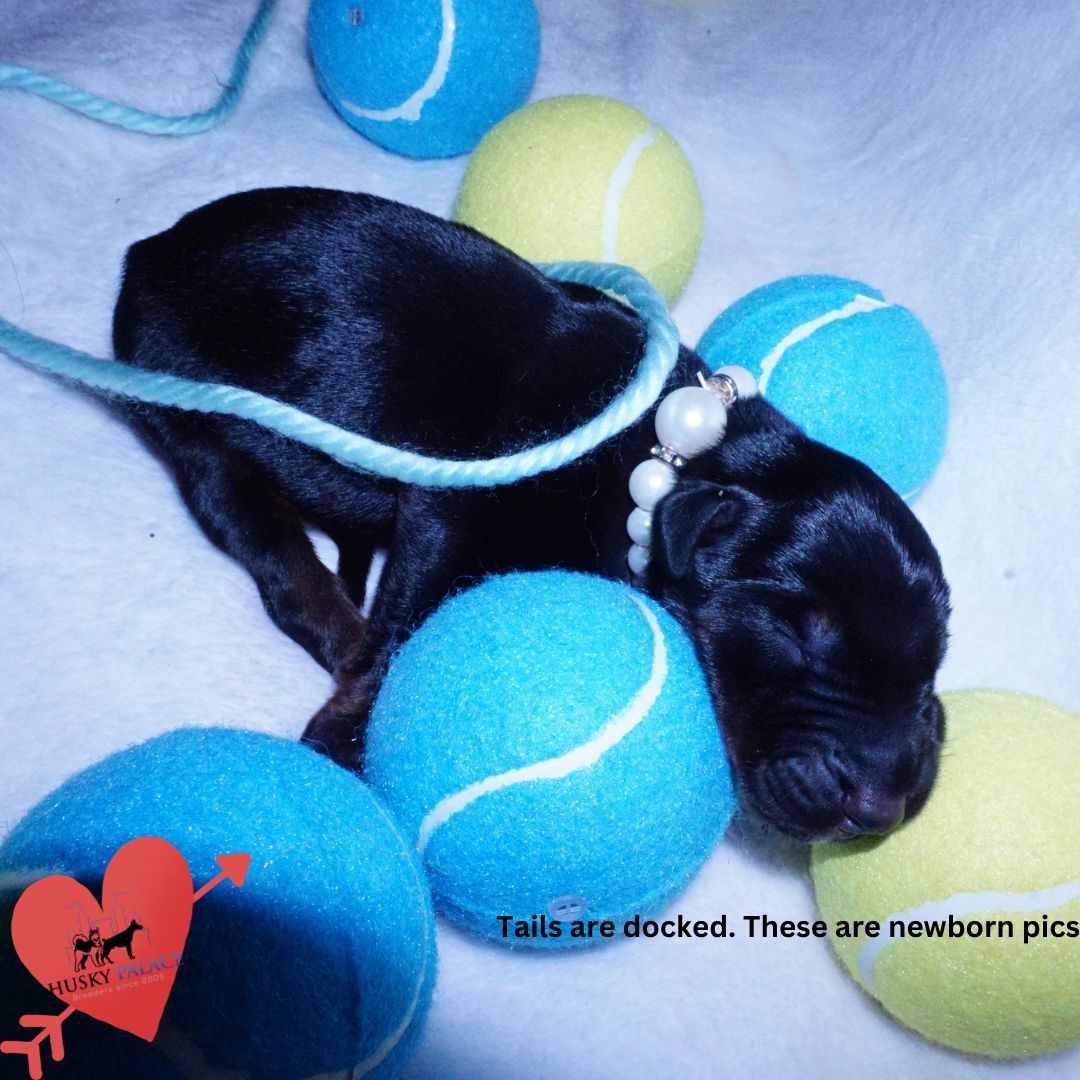 Doberman Pinscher Puppies for Sale