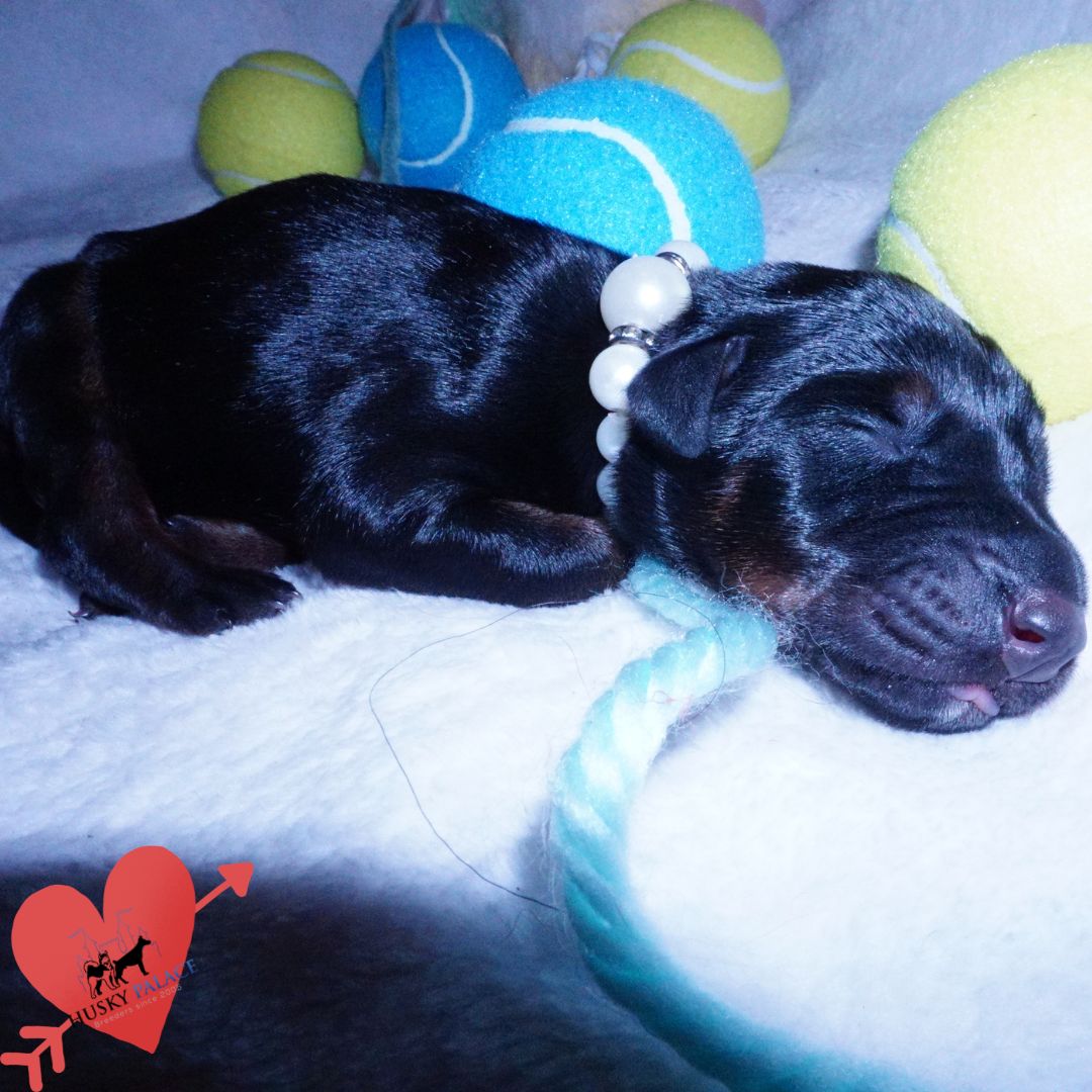 Doberman Pinscher Puppies for Sale