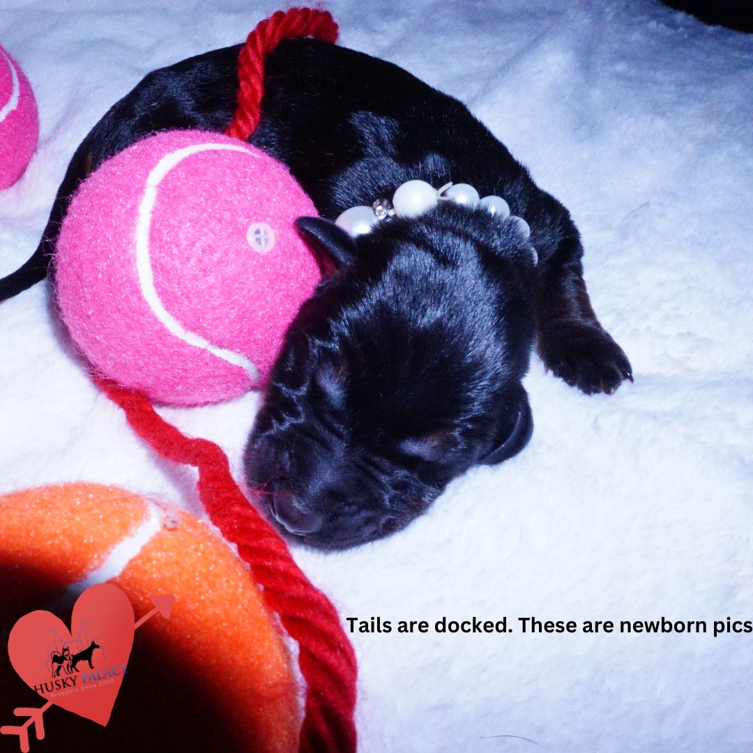 Doberman Pinscher Puppies for Sale korra Doberman Pinscher Puppies for Sale