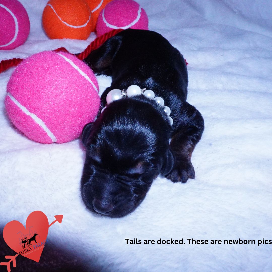 Doberman Pinscher Puppies for Sale, korra Doberman Pinscher Puppies for Sale