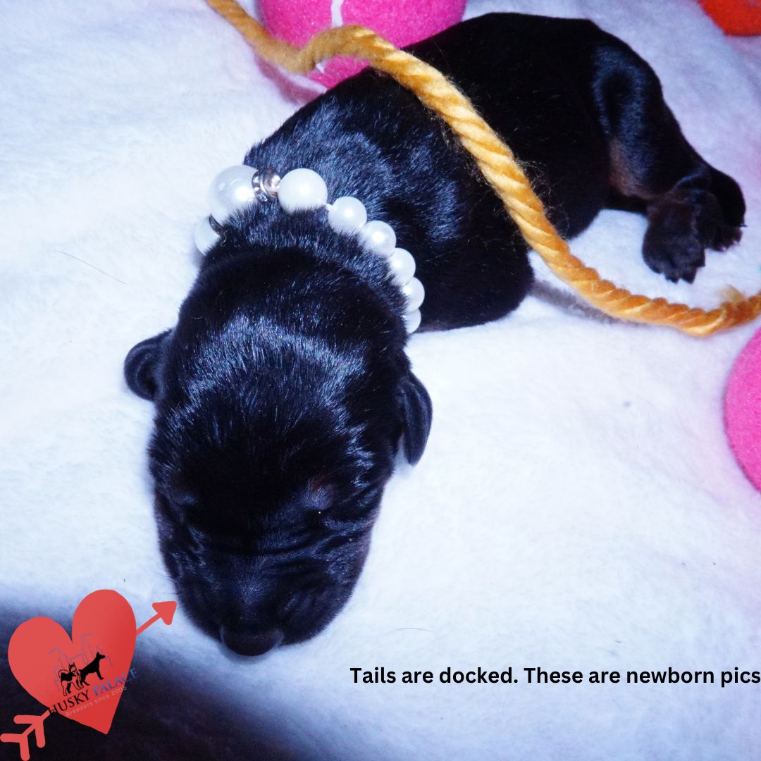 Doberman Pinscher Puppies for Sale, kya Doberman Pinscher Puppies for Sale