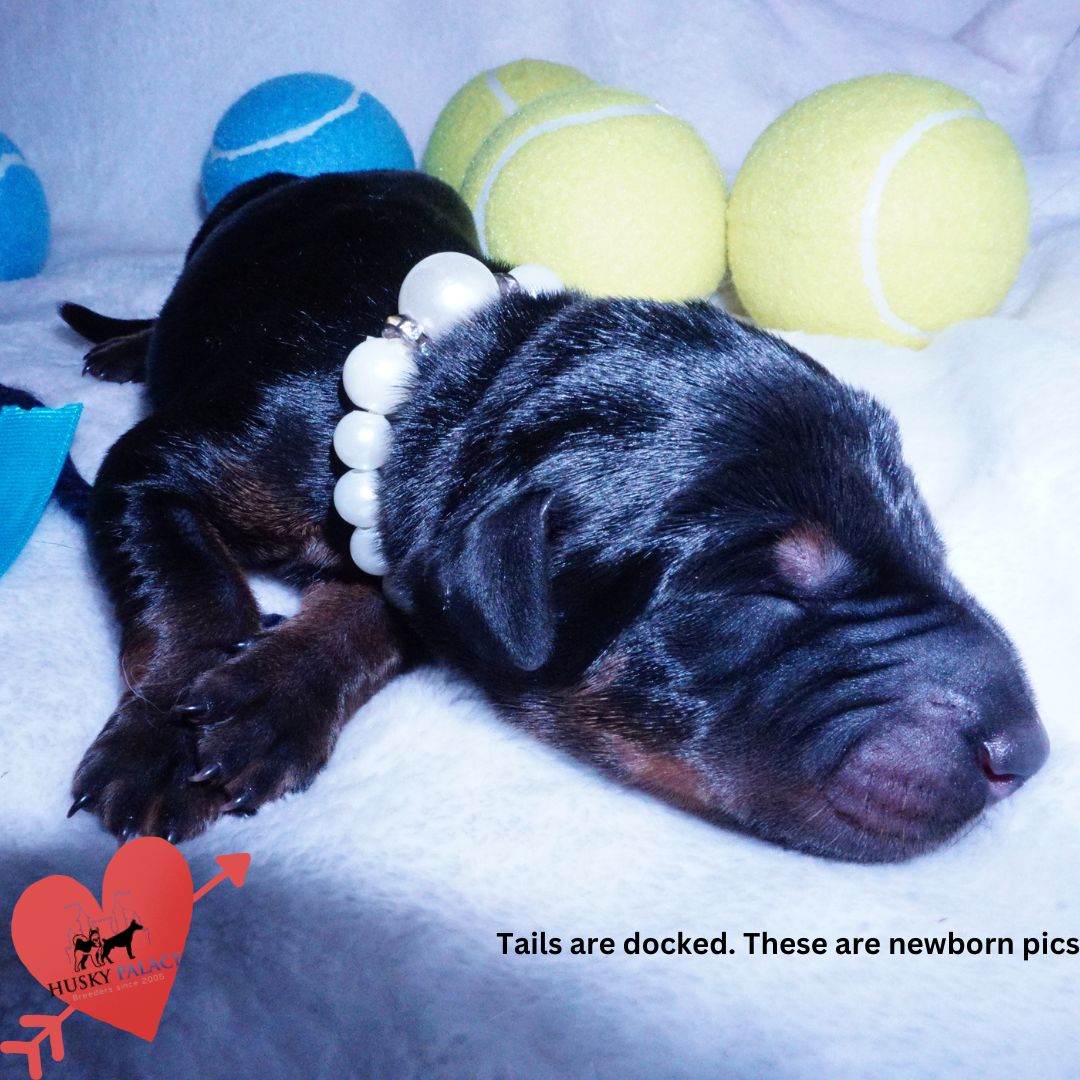 Doberman Pinscher Puppies for Sale sokka Doberman Pinscher Puppies for Sale