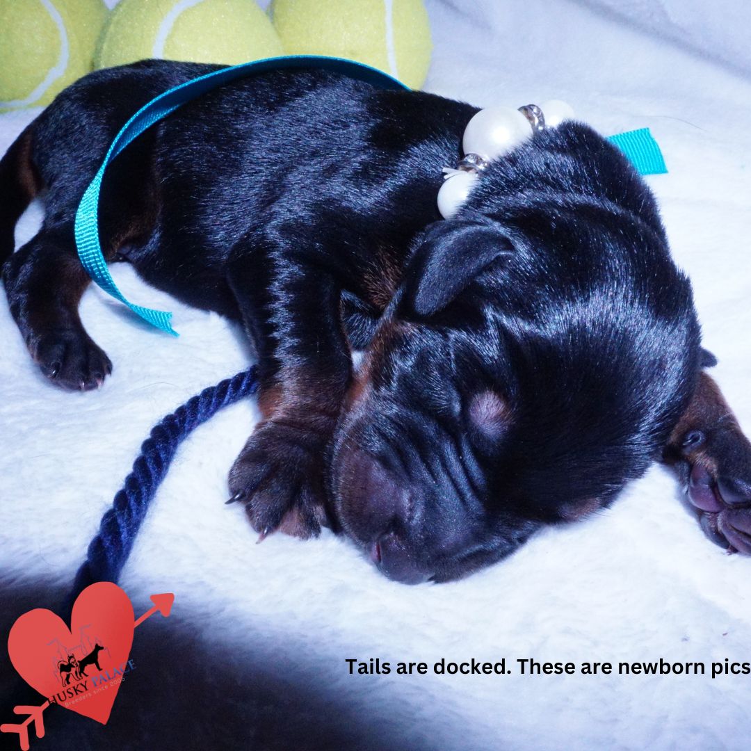 Doberman Pinscher Puppies for Sale, sokka Doberman Pinscher Puppies for Sale
